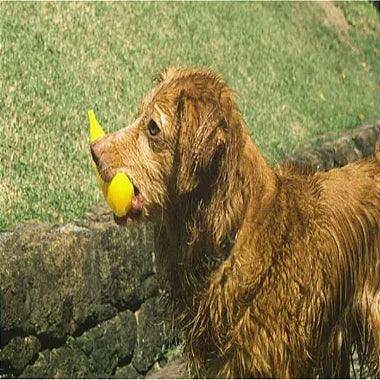 Brinquedo Banana Petisqueira Para Cães - Viu Pet